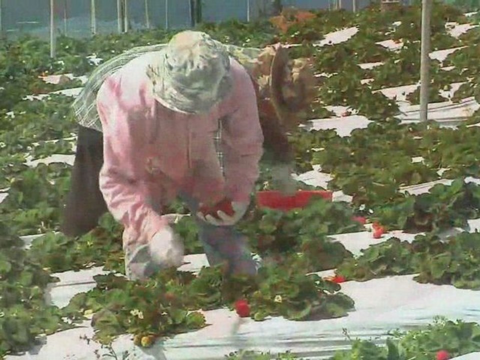 Hawaiian Grown TV - Kula Strawberries - Promo