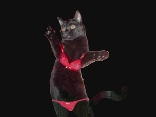 les chat en boite