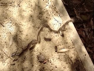 2009-04-24 Cortege de chenilles (Fraser Island)