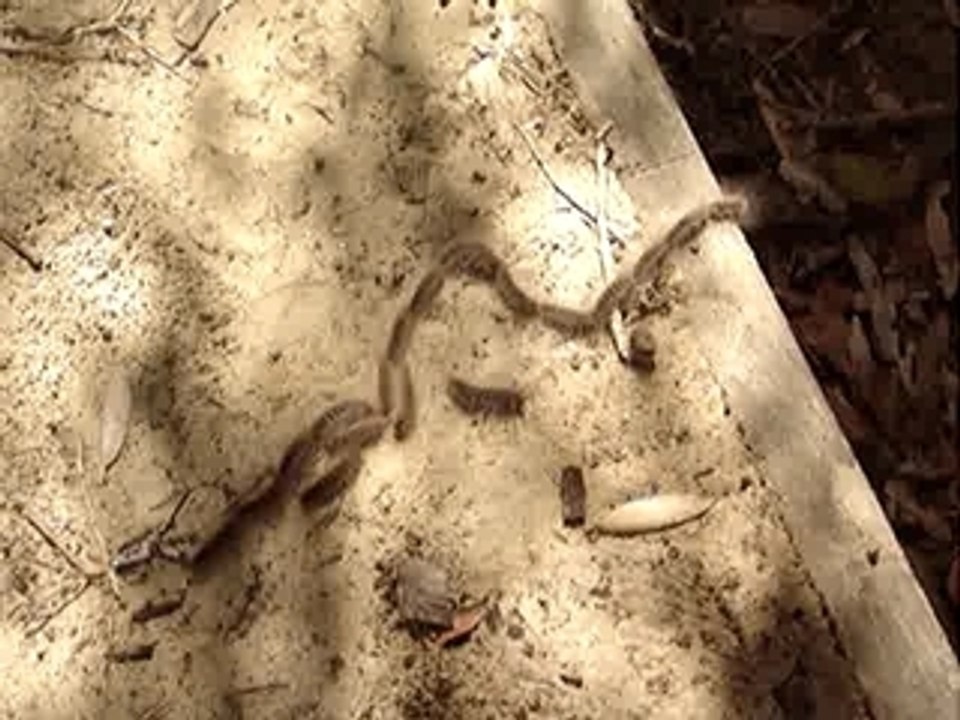 2009-04-24 Cortege de chenilles (Fraser Island)