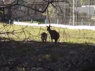 2009-04-27 KANGAROOS MEETING IN WOODGATE BEACH 1