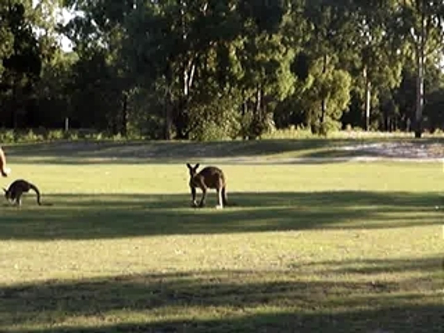 ⁣2009-04-27 KANGAROOS MEETING IN WOODGATE BEACH 2