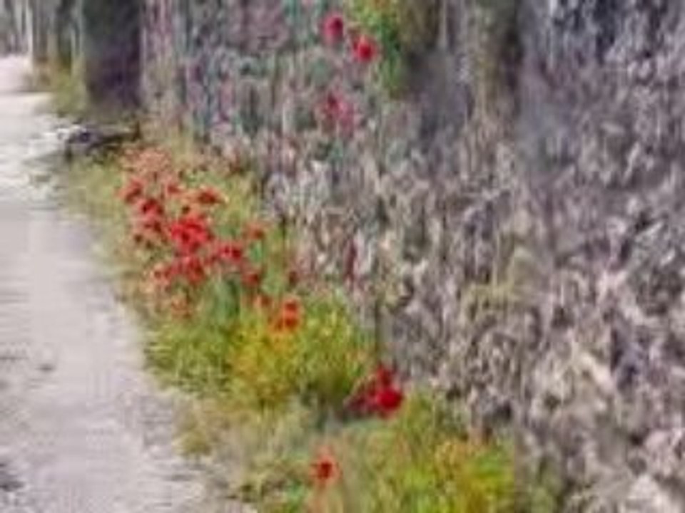 Comme-un-tit-coquelicot