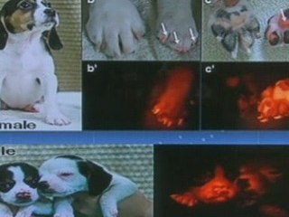 Cloned fluorescent dog