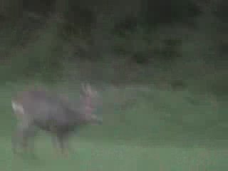 chevreuil male seythenex