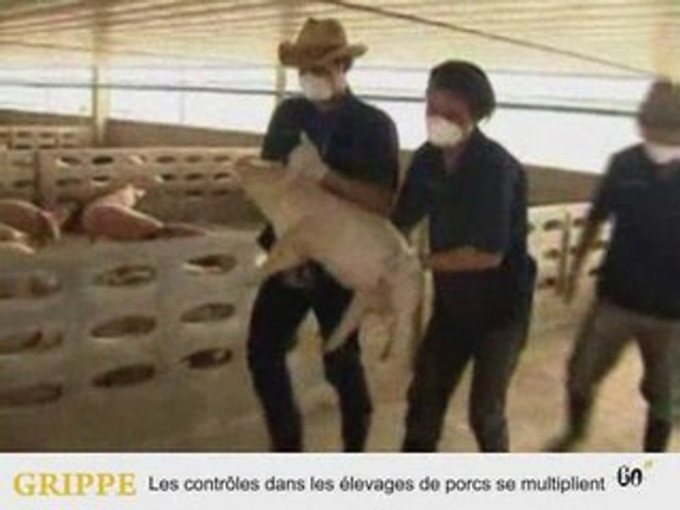 Cochons, mobilisation, gravitation