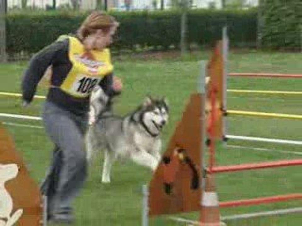Concours agility Ingré