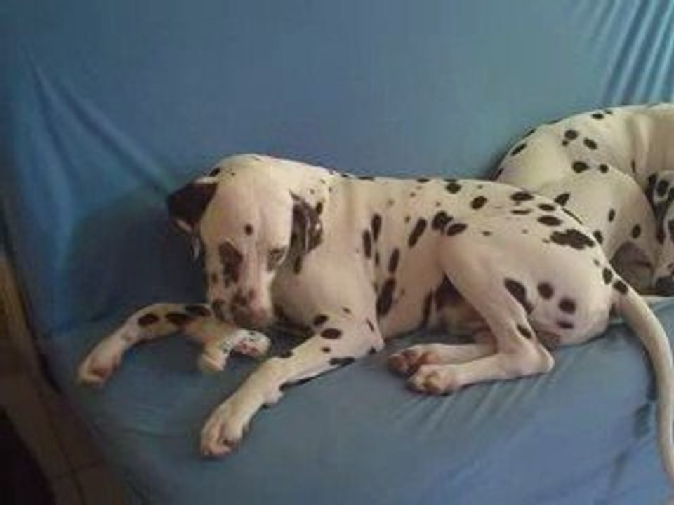 Kiss et son pouic-pouic