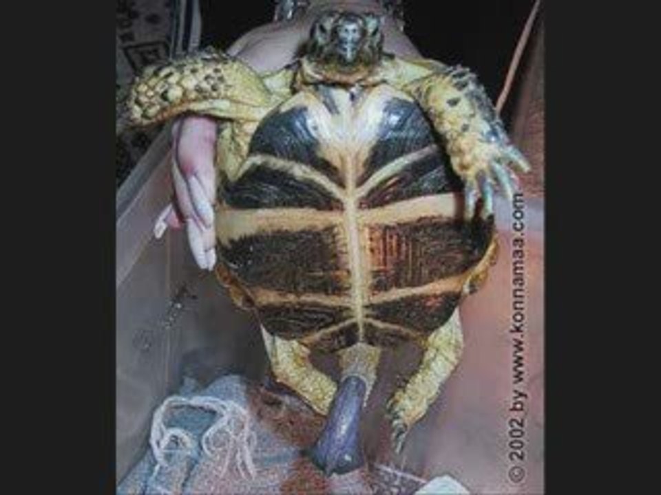 Turtle peen (the rap)