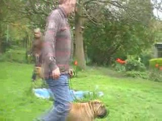 Shar pei Show training Danielle III