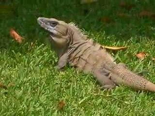 Iguane qui fait le beau