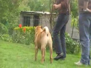 Shar pei Show training Danielle V