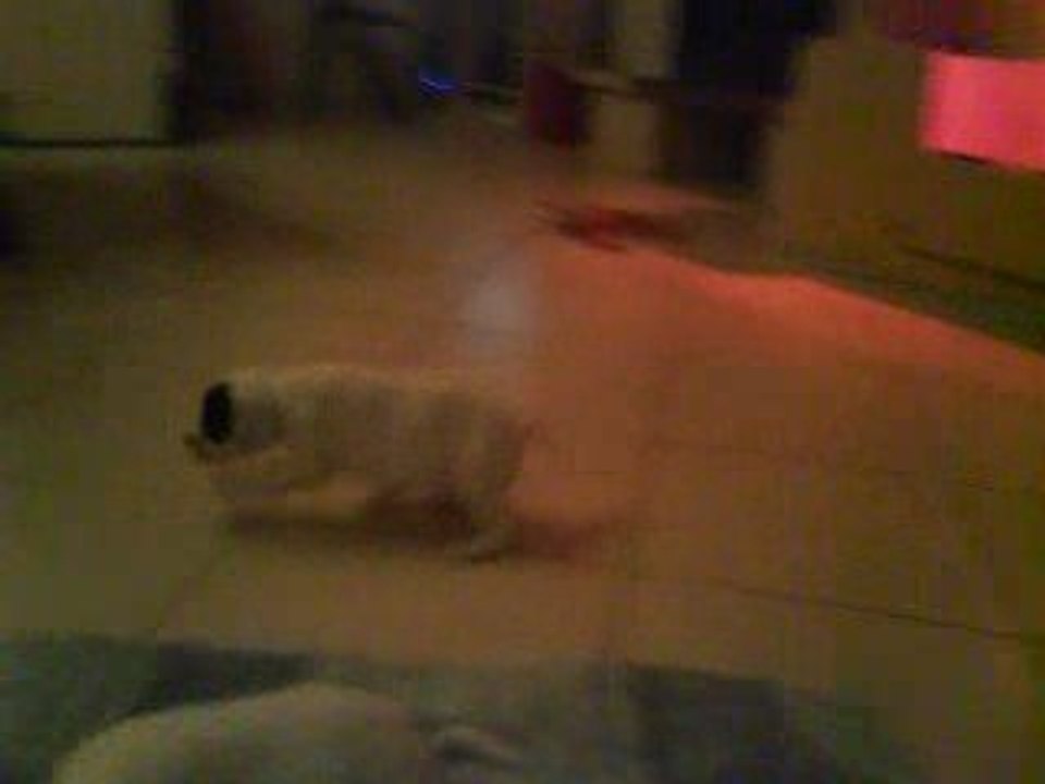 chiots black jack et aza à 27 jours.