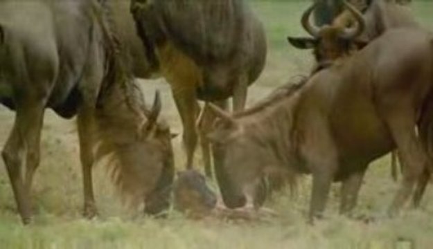Africa_serengeti_calf_stand
