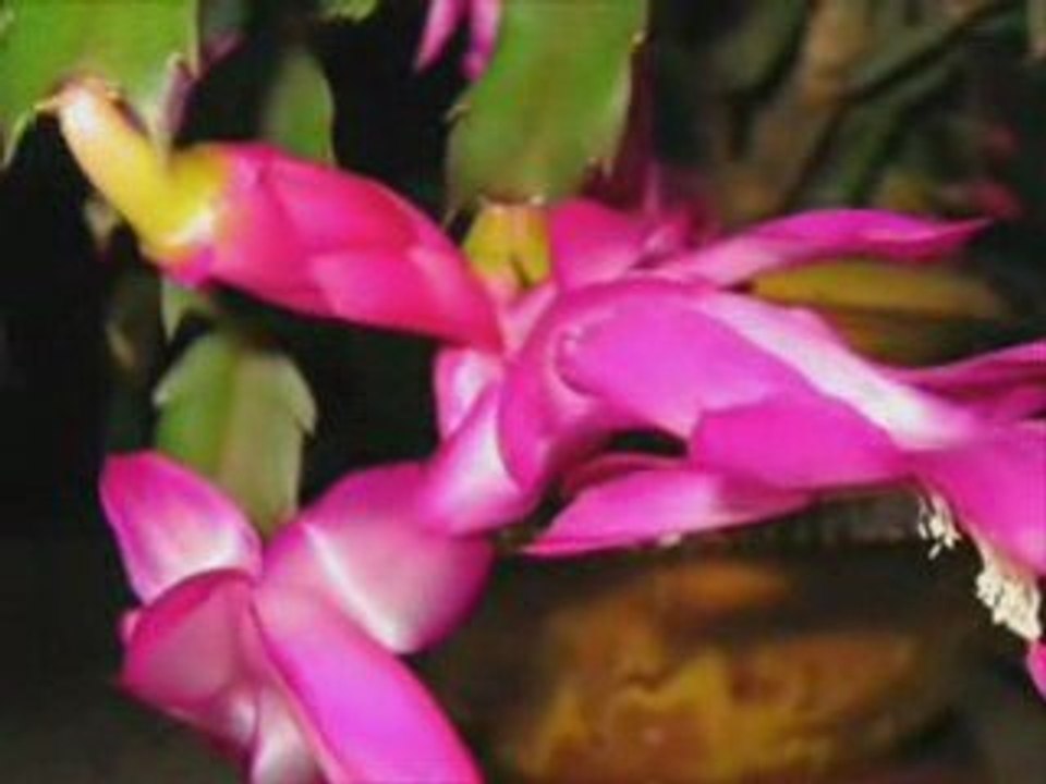 ••**•.¸_¸.•*ღ••**•.¸Folk guitar 4••**•.¸_¸.•*ღ••**•.¸
