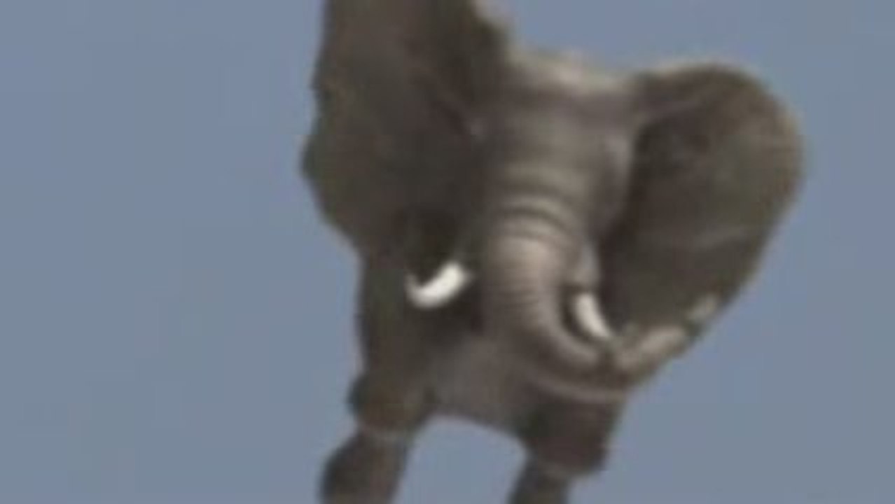 Jumbo[1]