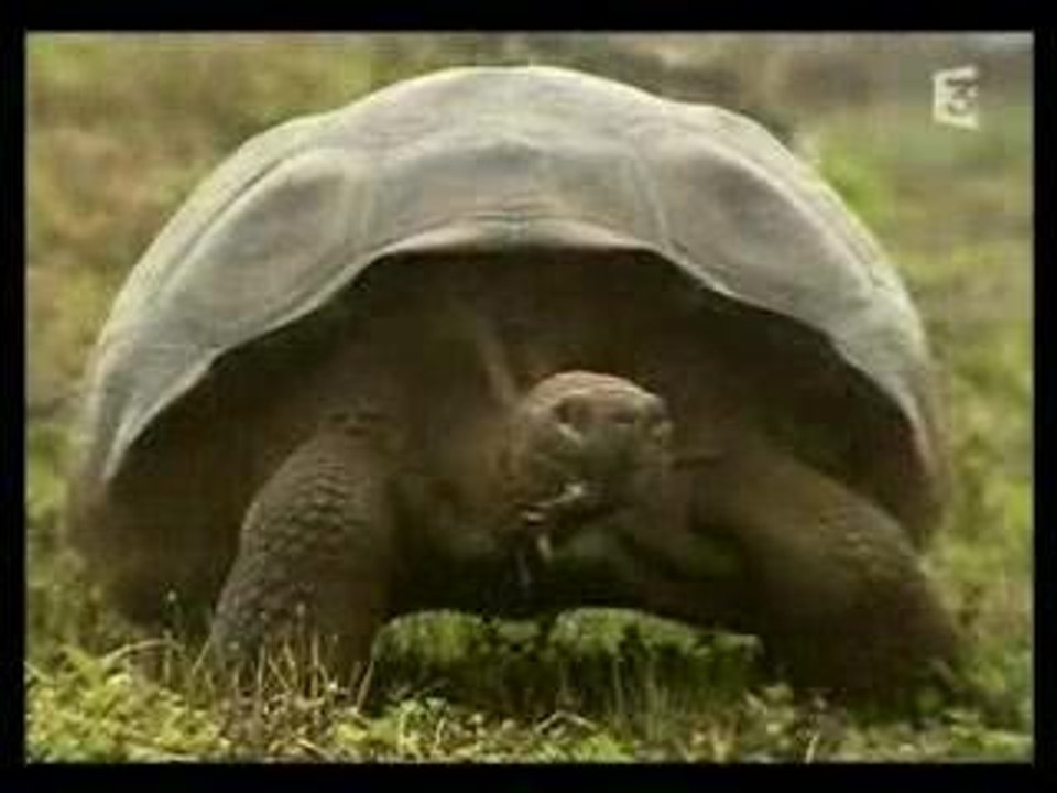 Tortue
