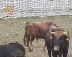GANADERIA TARU/LA PARRILLA (VALLADOLID)TOROS 2009