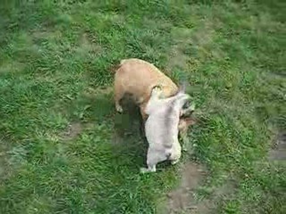 indy et mes 2 FIFILLES