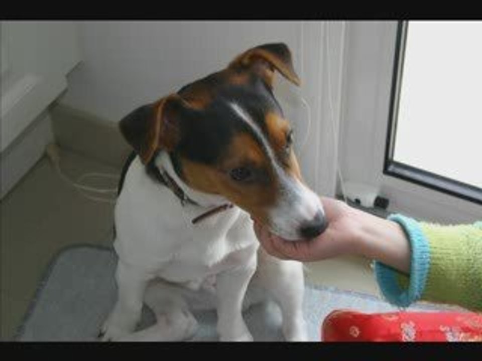 Chien qui s'appelle Bosco et qui a trois ans