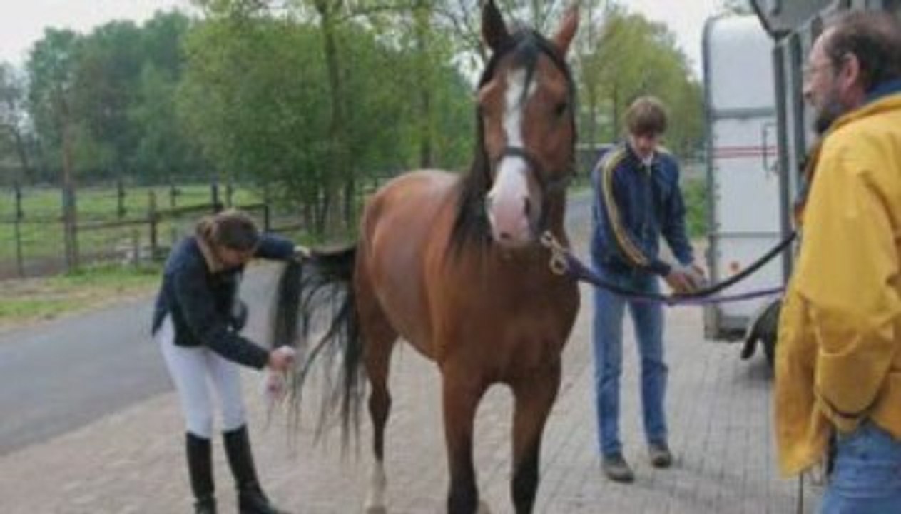 Dressage psa
