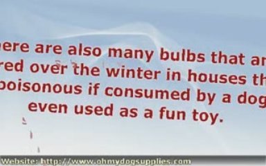 Poisonous Plants And Dogs