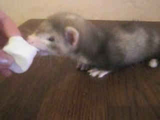 Elendil et la passion du chamallow