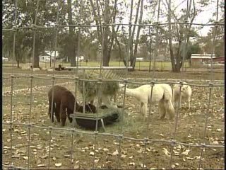 Alpacas Annual Event in Tri-Cities, Washington