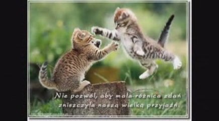 KOTKI-kotki- domowe