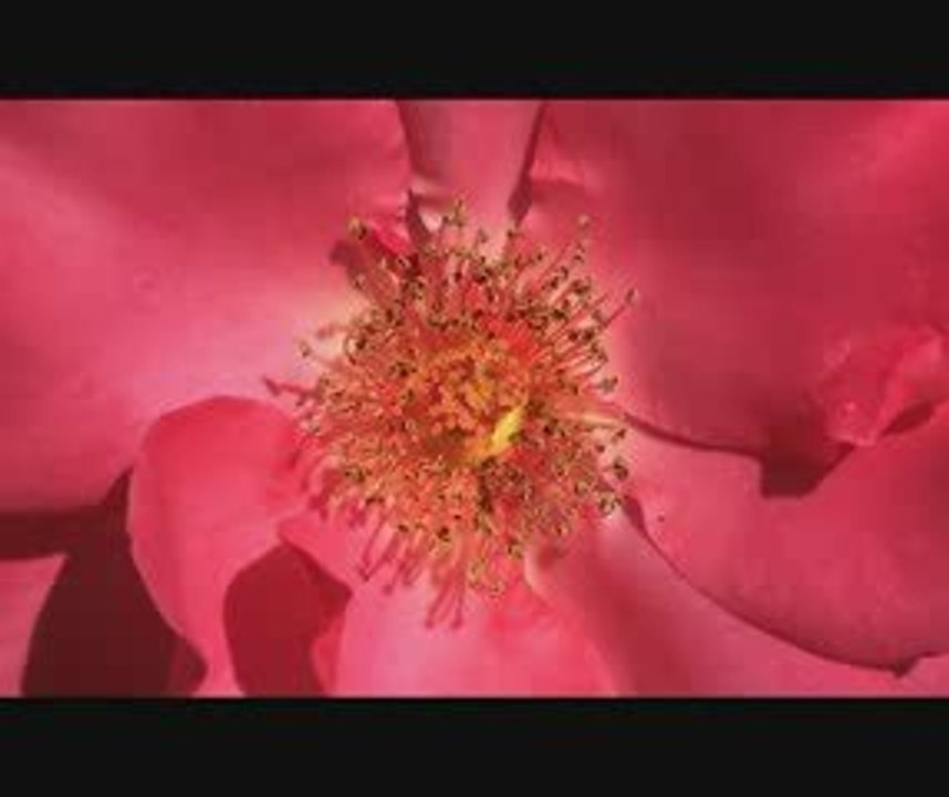 Nimaru - Google Chrome