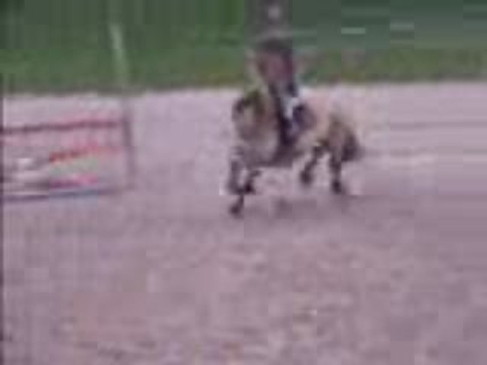 Cho7 saut