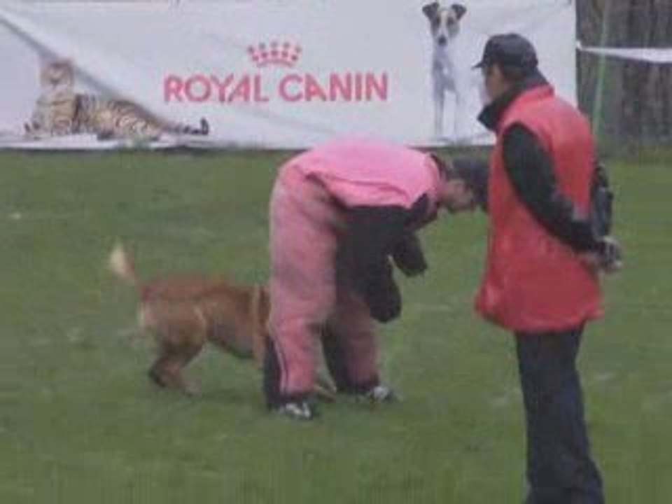 CCF Club Canin Forezien-Chicos du Calvaire aux Acacias.Part2