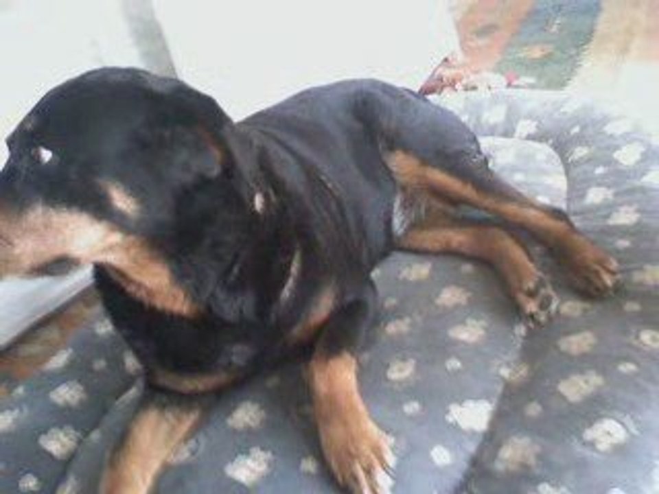 Mon rott (l)