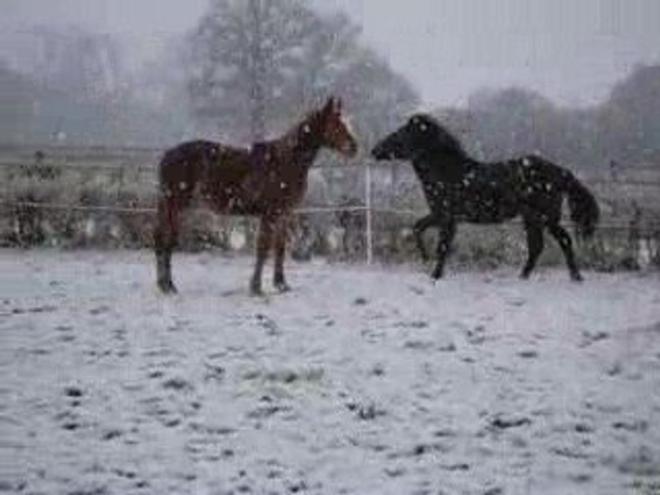 poulains dans la neige