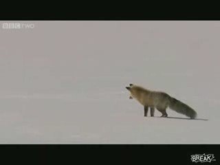 volpe caccia sotto la neve