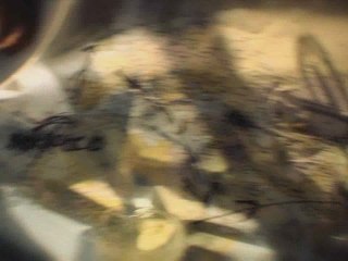 Colin McRae DIRT 2 Trailer