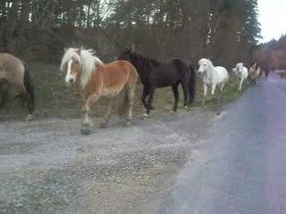 Chevaux en liberté