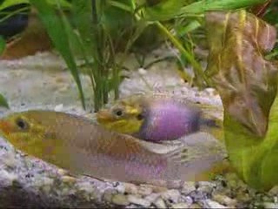 Subocellatus
