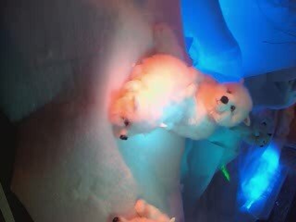 Le Marché de Noel au Mans (72)