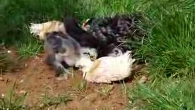 maman poule et ses poussins