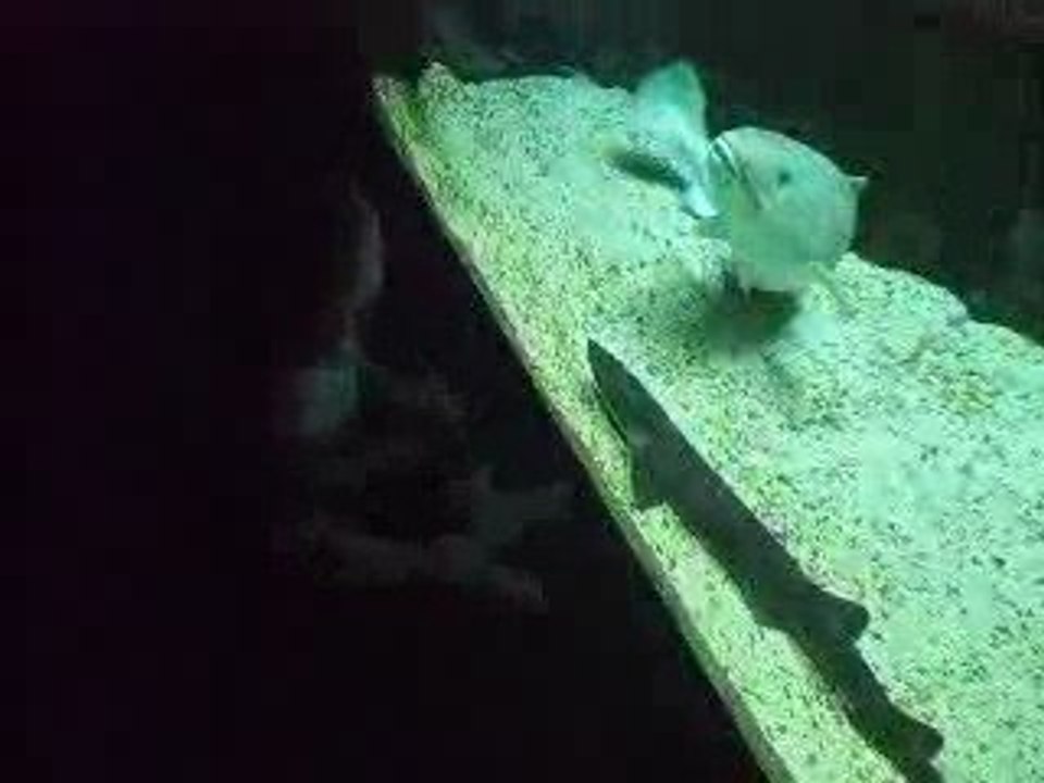 Oceanario de Lisboa