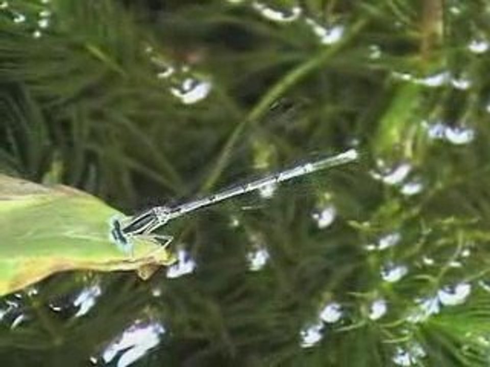 LIBELLULA