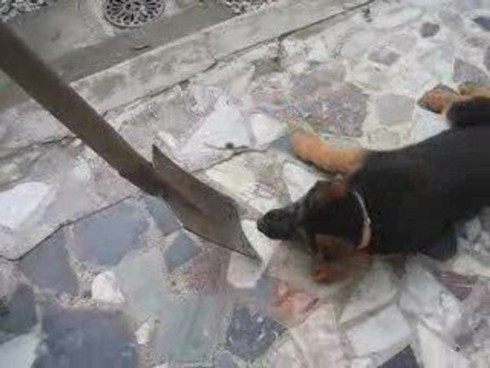 Elioth attaque de la bêche