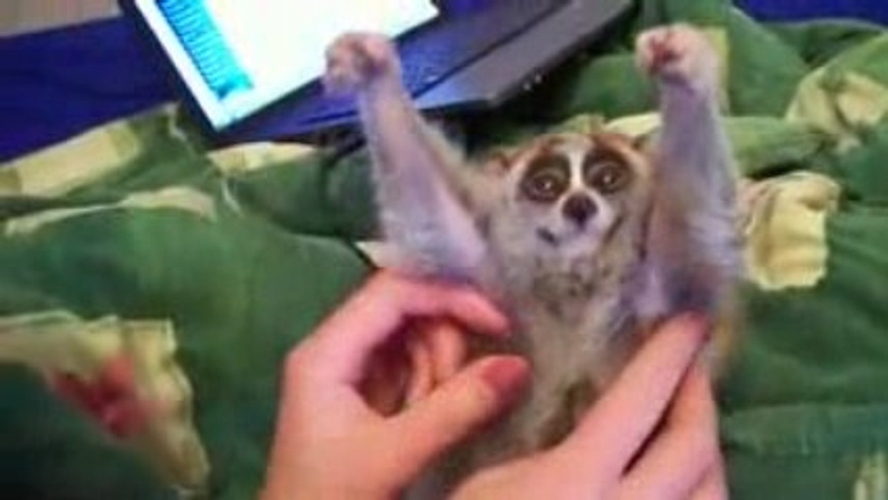 Un petit animal qui adore les gratouilles