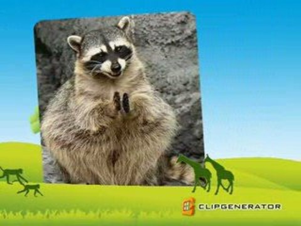 Animals in Playmood