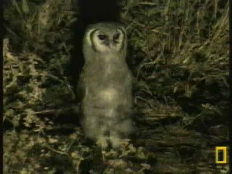 WCAOwl