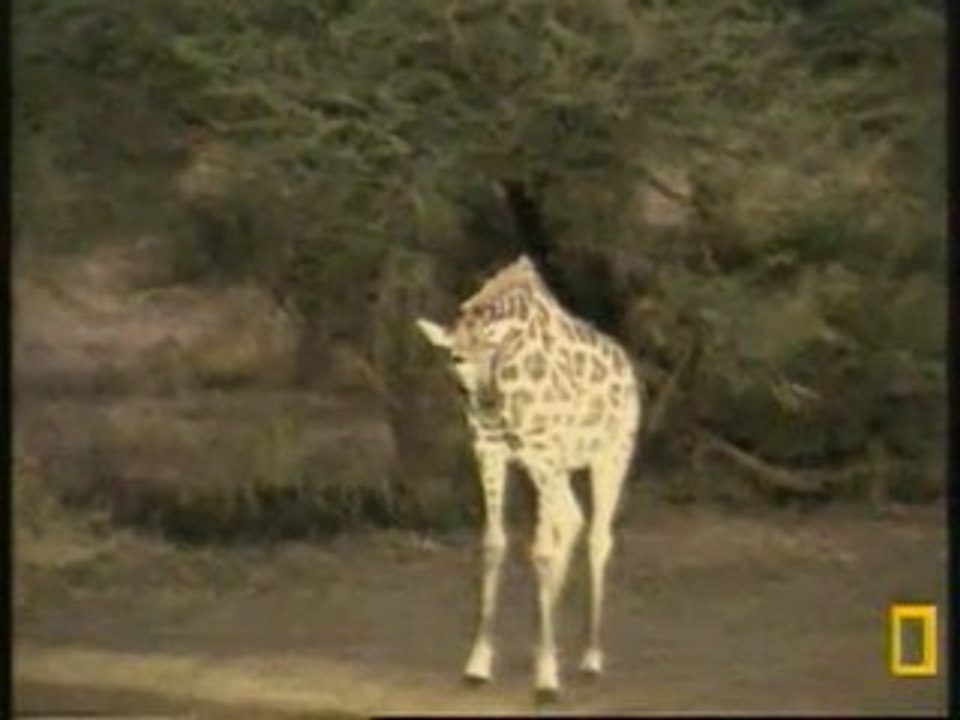 Giraffes at Pete's Pond 43009 6am