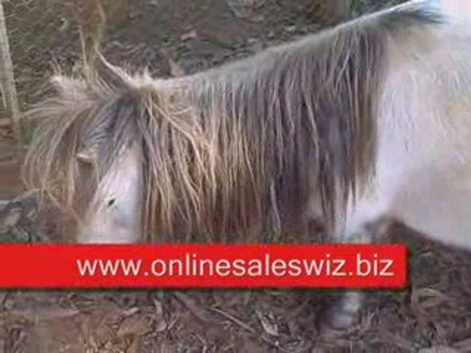 This rescued pony is one of the lucky ones