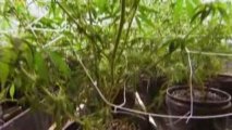 National Geographic Inside Marijuana Doc Fr   1/4
