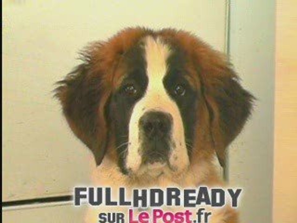 Viguier Libre les réactions des parties [news] FR2 300409